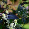 Eryngium x 'Silver Salentino'